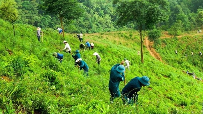 Hỗ trợ khoán bảo vệ rừng tối đa 450 nghìn đồng/ha/năm