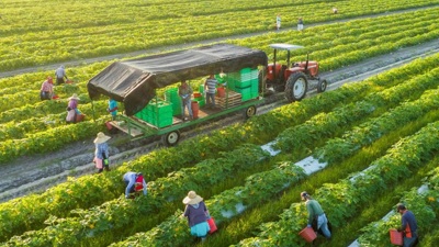 Định hướng hoàn thiện chính sách thuế hỗ trợ phát triển nông nghiệp xanh ở Việt Nam