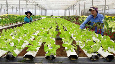 Cơ hội và thách thức phát triển kinh tế tuần hoàn trong lĩnh vực nông nghiệp của Hà Nội