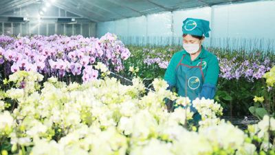 Phát triển chuỗi giá trị nông sản tại TP. Hà Nội 
