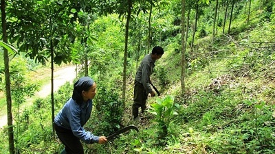 Xuất cấp hơn 309 tấn gạo hỗ trợ Nhân dân thực hiện nhiệm vụ bảo vệ rừng