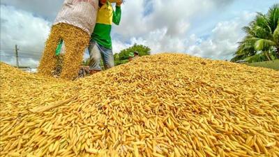 Giá lúa tăng cao tại các tỉnh đồng bằng sông Cửu Long