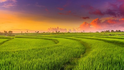Phát triển nông nghiệp xanh từ vựa lúa Việt Nam