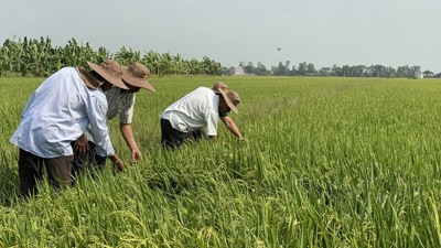 Vì sao giá lúa gạo giảm?