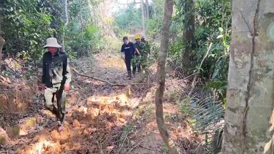 Điều tra, xử lý nghiêm vụ phá rừng làm đường dây tải điện tại Quảng Nam