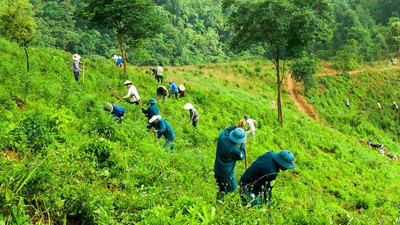 Ngân hàng Thế giới chi trả Việt Nam 51,5 triệu USD cho việc giảm phát thải thông qua bảo tồn rừng