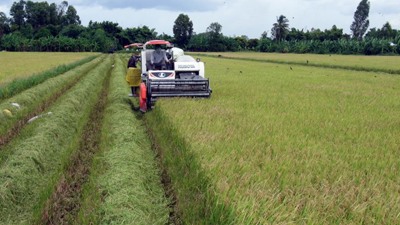 Hơn 15 ha đất trồng lúa chuyển sang làm dự án khu đô thị tại Hậu Giang