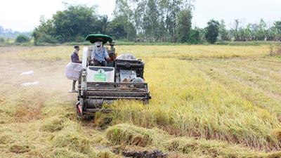 Nguy cơ thu hẹp thị trường xuất khẩu gạo