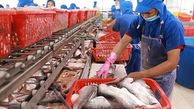 Dự báo từ quý III/2024  giá xuất khẩu cá tra tăng khoảng 10%