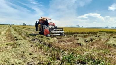 Xây dựng chuỗi giá trị lúa gạo bền vững