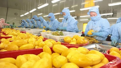 Nhập khẩu thực phẩm vào EU: tuân thủ quy định, bám sát yêu cầu thị trường