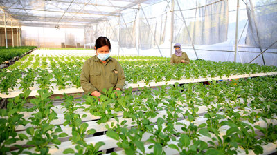 Nhiều "điểm nghẽn" trong xây dựng nền nông nghiệp xanh tại Việt Nam