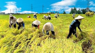 Bộ Tài chính đề xuất tiếp tục miễn thuế sử dụng đất nông nghiệp