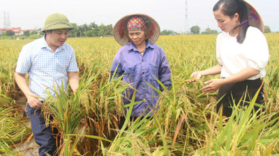 Sẵn sàng nguồn giống để hỗ trợ người dân nhanh chóng khôi phục sản xuất sau bão