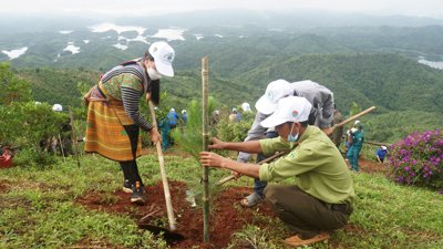 Hai hàng hóa chính của thị trường carbon Việt Nam 