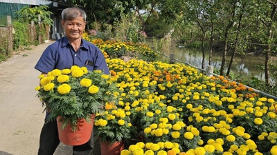 TP. Cần Thơ nâng cao hiệu quả sản xuất nông nghiệp 