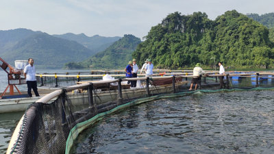 Xác định giá cho thuê vùng lòng hồ chứa để nuôi trồng thủy sản, kinh doanh du lịch