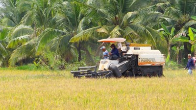 Vào vụ thu hoạch rộ lúa Đông Xuân, thương lái neo lúa trên đồng