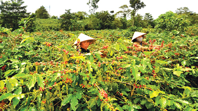 Bảo hiểm vi mô thúc đẩy tài chính toàn diện phát triển bền vững