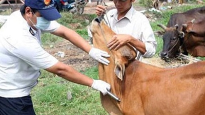 bongdaso nét cấp hơn 2,2 triệu liều vắc xin hỗ trợ phòng bệnh lỡ mồm long móng