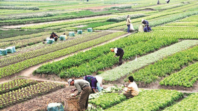 PODCAST: Miễn thuế đất nông nghiệp đến 2030: Bài toán ngân sách hay tầm nhìn phát triển bền vững?