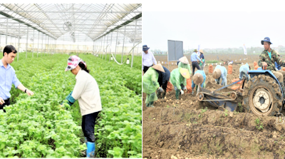 Bắc Ninh chuyển đổi nông nghiệp truyền thống sang công nghệ cao, thông minh
