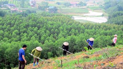 Hỗ trợ người dân hơn 167 tấn gạo để thực hiện chăm sóc, bảo vệ rừng