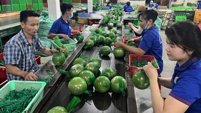 Hội Doanh nhân trẻ Vĩnh Long- Bến Tre- Trà Vinh: Hợp tác cùng phát triển