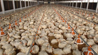 Tăng cường liên kết chuỗi, mở rộng thị trường để xúc tiến xuất khẩu sản phẩm gia cầm