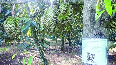 Sẽ có hướng dẫn quản lý mã số vùng trồng và mã số cơ sở đóng gói 