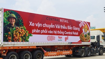 Khoảng 1.000 tấn vải thiều Bắc Giang sẽ được tiêu thụ qua siêu thị