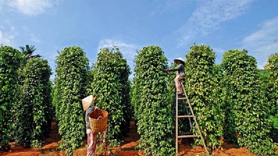 Nhiều tín hiệu tích cực cho xuất khấu hồ tiêu trong năm 2025