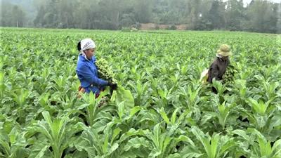 Cao Bằng sẽ tăng cường công tác kiểm tra, giám sát trong thực hiện Tổng điều tra nông thôn, nông nghiệp 2025