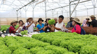 Kinh tế tập thể:  Cần sự đồng hành mạnh mẽ hơn từ chính quyền địa phương