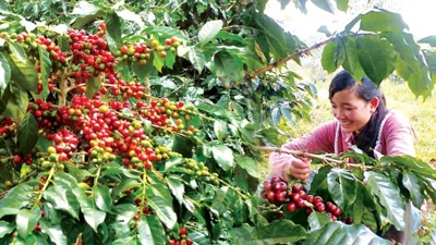 Ngành cà phê kỳ vọng đạt 7 tỷ USD trong năm 2025