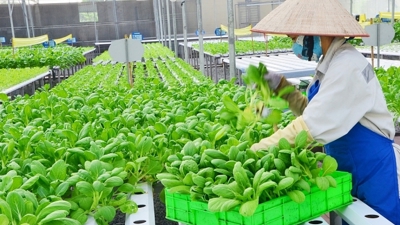 Hộ kinh doanh được vay tín chấp lên tới 500 triệu đồng để sản xuất nông nghiệp