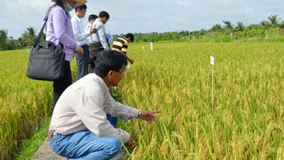 Ưu tiên kinh phí chọn tạo giống cây trồng mới thích ứng với biến đổi khí hậu