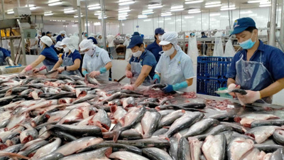 8 doanh nghiệp cá tra Việt Nam hưởng thuế chống bán phá giá 0% tại Mỹ