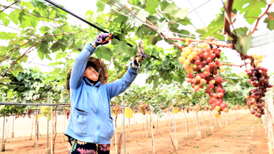 Nông nghiệp Bình Thuận phát triển ứng dụng khoa học công nghệ 