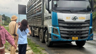 Phú Thọ tiêu hủy gần 200 con lợn nhiễm virus Dịch tả lợn châu Phi 