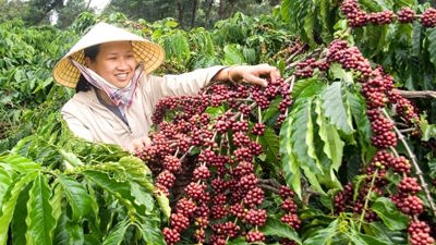 Nông nghiệp Sơn La tìm hướng đi bền vững cho ngành Cà phê