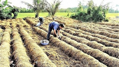 Việt Nam mới tái chế được 10-35% phụ phẩm nông nghiệp thải ra