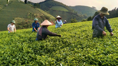 Tháo gỡ khó khăn trong sắp xếp lại hoạt động của các công ty nông, lâm bongdaso kèo nhà cái