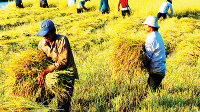 Làm rõ đối tượng, điều kiện miễn thuế sử dụng đất nông nghiệp đến năm 2030
