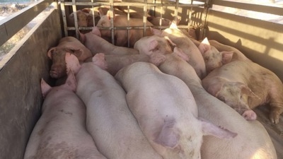 Lâm Đồng: Nỗ lực ngăn chặn dịch tả lợn châu Phi