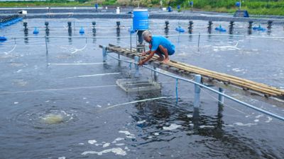 Cà Mau: Các tổ chức tín dụng hỗ trợ vốn kịp thời cho hộ kinh doanh và doanh nghiệp