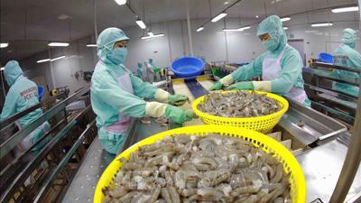 Xuất khẩu tôm 7 tháng: Tăng tốc ở châu Á, chật vật tại Mỹ