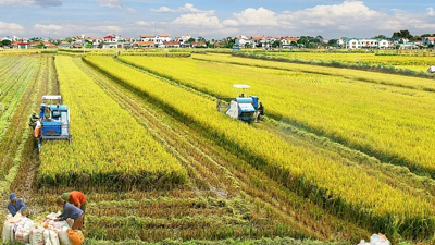 Hoàn thiện Nghị định miễn thuế sử dụng đất nông nghiệp, bảo đảm phù hợp chủ trương và khả thi trong thực tiễn