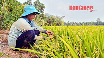 Đề án 1 triệu ha lúa chất lượng cao: Tăng thu nhập cho nông dân