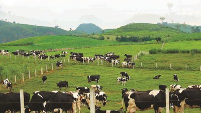 Đề nghị bổ sung đất cho chăn nuôi vào dự thảo Luật Đất đai (sửa đổi)